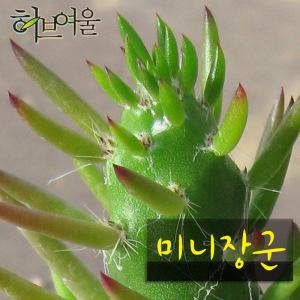 [허브여울선인장] 미니장군 지름 9cm 소품화분 (상토와 마사만 사용 건강한 다육식물)