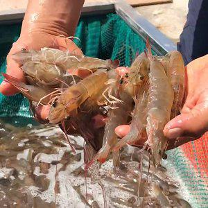 [맛군]24년 탱글탱글 제철 국내산 활 흰다리새우 2kg(kg당 40미내외)