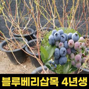 블루베리 4년생분 블루칩 화분 분묘 결실주 포트묘 유실수_MC