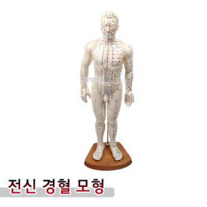 인체모형 전신 경_혈인형 51cm Soft PVC