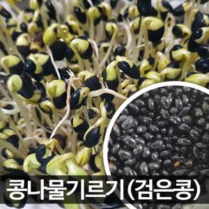 콩나물콩 1kg 23년 11월 수확 햇콩 출하 서목태 가정에서 키우기 잡곡밥용 가능