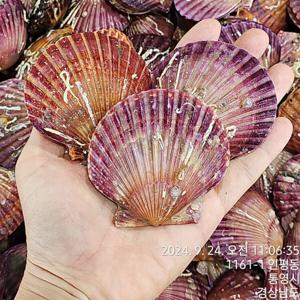 통영빛굴 직접생산 대왕 홍가리비 1kg