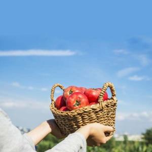 완숙 찰토마토 5kg 소과