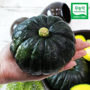 [산지직송] 함평 정대성님의 무농약 햇 미니단호박(밤호박) 1kg