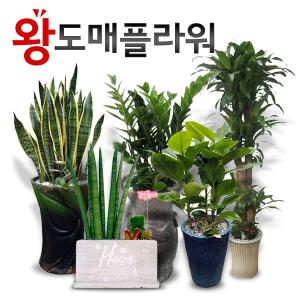 (개업화분 추천 1위) 공기정화식물 60가지 전국 2시간 도착