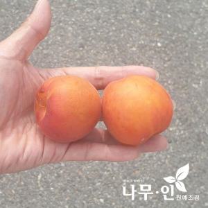 [나무인]플럼코트 묘목 (자두+살구 교배종) 2그루