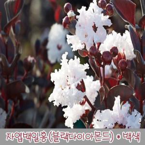 자엽백일홍(블랙다이아몬드) / 백색 / 개화주