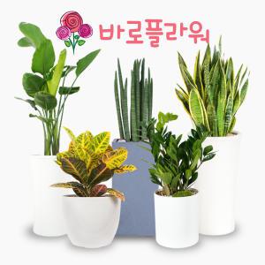 바로플라워 집들이 축하선물 개업식 공기정화식물 관엽식물