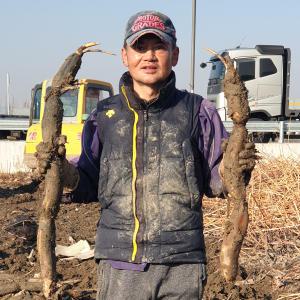 2024 햇연근 대구 반야월 지역에서 재배된 국산 파지연근 500g