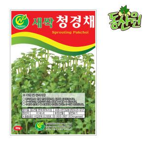 새싹청경채씨앗 30g 새싹씨앗 청경채싹 종자 베란다텃밭