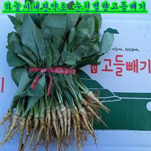 고들빼기10단(350g)합3.5kg