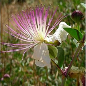 [허브씨앗] 케이퍼스피노사 Capparis spinosa 8립