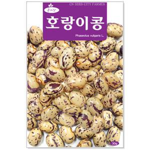 대용량 호랑이콩씨앗 1kg 호랑이콩 콩씨 콩씨앗 씨앗