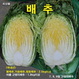 꼬레촌엽채 통배추 1포기 1.8kg(고랭지)~2.5kg이상