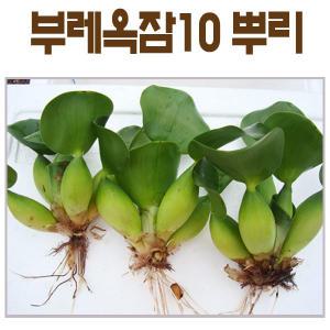 부레옥잠10뿌리(1)