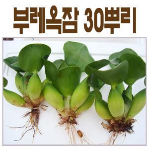 부레옥잠 30뿌리 - 수질정화,식물의구조