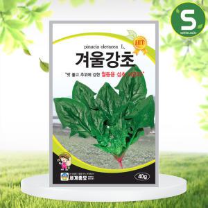 겨울강초 40g 시금치씨앗 동초 월동시금치 섬초