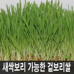 새싹용24년산 (겉보리20kg/질금용/보리차/가축먹이사료 양어장등텃밭에뿌려도됨