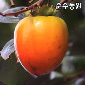 감나무 묘목, 야오끼 왕대봉 접목1년 뿌리묘1개/유실수/과실수