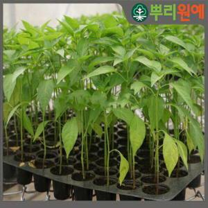 아삭이 꽈리고추모종 안매운 아삭이꽈리 10주 j22