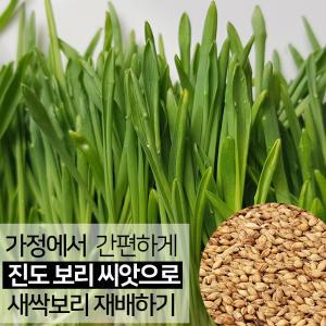 진도농부의 새싹보리 씨앗 1kg