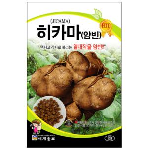 히카마 50립/얌빈 히까마 텃밭키우기 씨앗 키우기