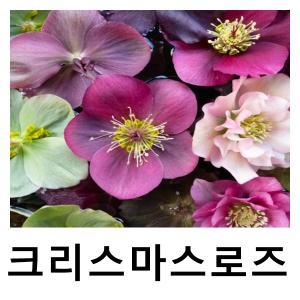 헬레보루스 크리스마스로즈 싱글 핑크 포트 2개묶음