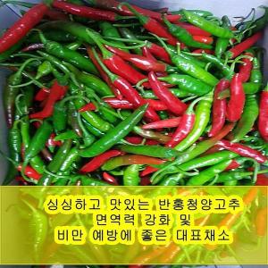 야과몰 싱싱 반홍 청양고추 (3kg)