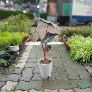 핑크스템 핑크드래곤 알로카시아 30~60cm 209