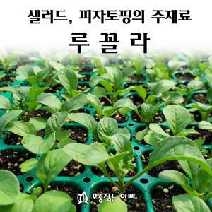 [모종심는아빠] 이탈리아요리의 향신료 루꼴라 모종3개