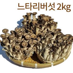 국내산 친환경 느타리버섯 2kg 소분200gx10팩 벌크 무농약