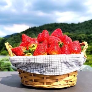 고냉지 여름딸기 데코용 300g 생딸기 1상자 (15-36과) 과수랜덤