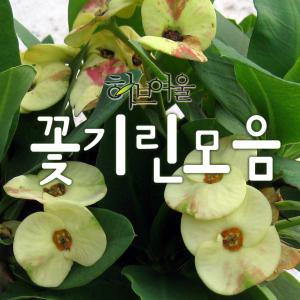 [허브여울] 꽃기린 모음 (빨강/대왕꽃기린노랑/핑크/화이트) 지름 9~15cm 다육화분