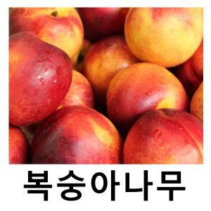 복숭아나무 묘목 천도 신비 접목1년 2주묶음