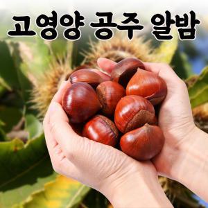 푸릇푸릇 국산 공주밤 알밤 약밤 (칼집 대사이즈 2kg)