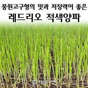 [모종심는아빠] 풍원고구형의 맛과 저장력이 좋은 레드리오 적색양파 모종200개(트레이한판)