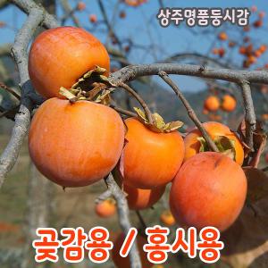 곶감용감 둥시감 10kg(4번/ 76~85개) 농가발송/대봉감/홍시감/단감