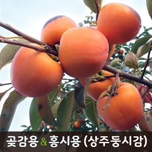 상주 둥시감 10kg/농원발송/곶감용감/생감/땡감/대봉감/홍시감