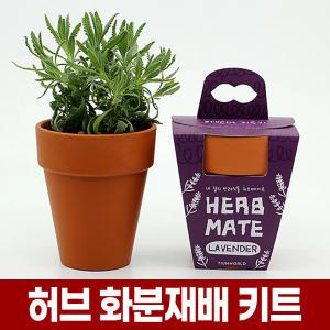 허브 식물 키우기 화분 세트 로즈마리 라벤더 라벤다 레몬밤 씨앗 실내에서 좋은 향기나는