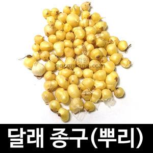 뿌리 달래 종구 씨앗 종자 토종 재래종 약초 30g