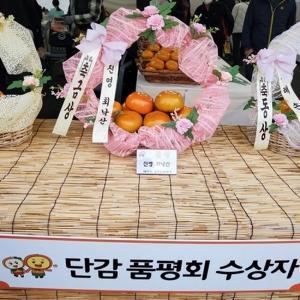 진영단감축제 금상 청림농원 진영단감 부유 10kg 56과 내외 (중소) 감 제철 과일