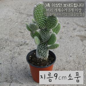 [허브여울선인장] 백도선 묵은둥이외목대(토끼선인장) 지름 9cm 소품다육화분(상토와마사만사용건강한식물)