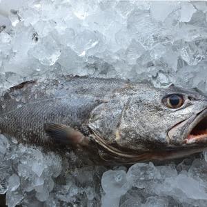 국산 통민어 한마리 (1.3kg 내외)