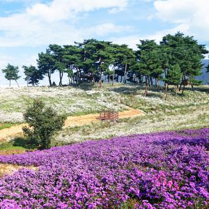 [전북] 2024 정읍 구절초 꽃축제(10.1~13)+내장산 내장사+쌍화차거리 당일여행 / 서울경기出