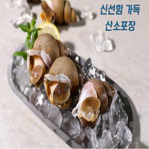 산소포장 동해안 활 백골뱅이 백고동 골뱅이 생물 1kg