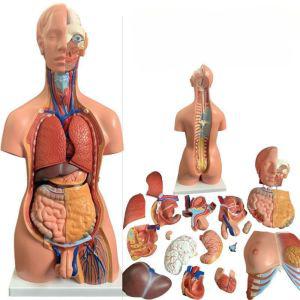 인체해부학모형 인형장기 교육용 85cm 전신 몸통 모델 구조 내장 뇌 심장 교수 의학 퍼즐