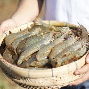 국내산 제철 대하 활새우 1kg 대사이즈 흰다리새우 생물