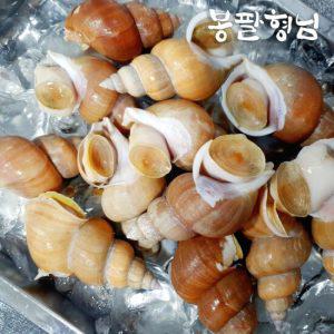 활 백고동 중 1kg (20-30미) 골뱅이