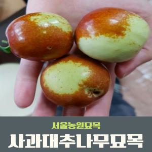 서울농원묘목/사과대추나무 다왕자오 묘목 유실수 과실수 접목1년생 상묘