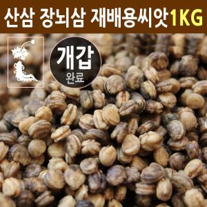 고려인삼 개갑 인삼씨앗 1kg 산삼 장뇌삼 재배용 종자